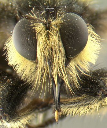 Media type: image;   Entomology 12837 Aspect: head frontal view